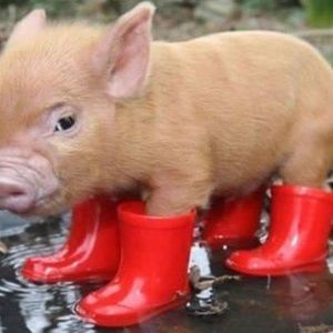 Meet your Posher, Edie